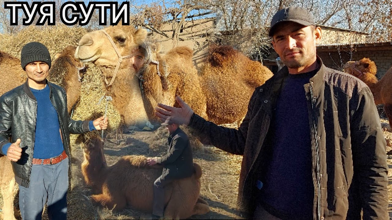 ТУЯ СУТИ БАРЧА КАССАЛЛЕКА ДАВО ТЕЗ КУРИНГ ЖИГАРЛАР МАРХАМАТ ХАММАСИ СИЗЛАР УЧУН.