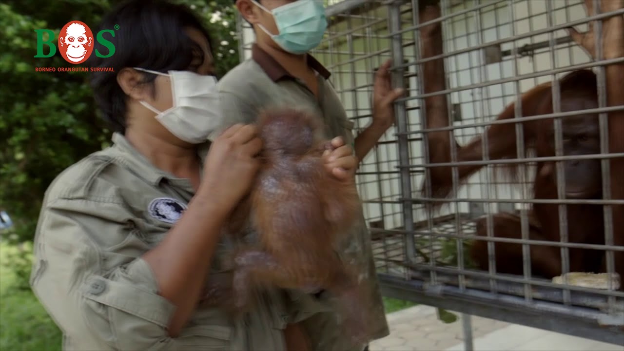 Clara und Clarita  | BOS | orangutan.de