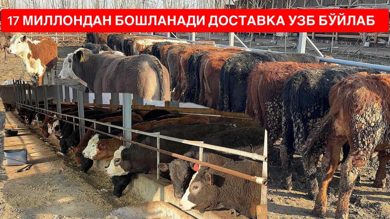 120 БОШ АНГУС СИММЕНТАЛ БУҚАЧАЛАР АРЗОН НАРХДА 17 МИЛЛОНДАН БОШЛАНАДИ. 