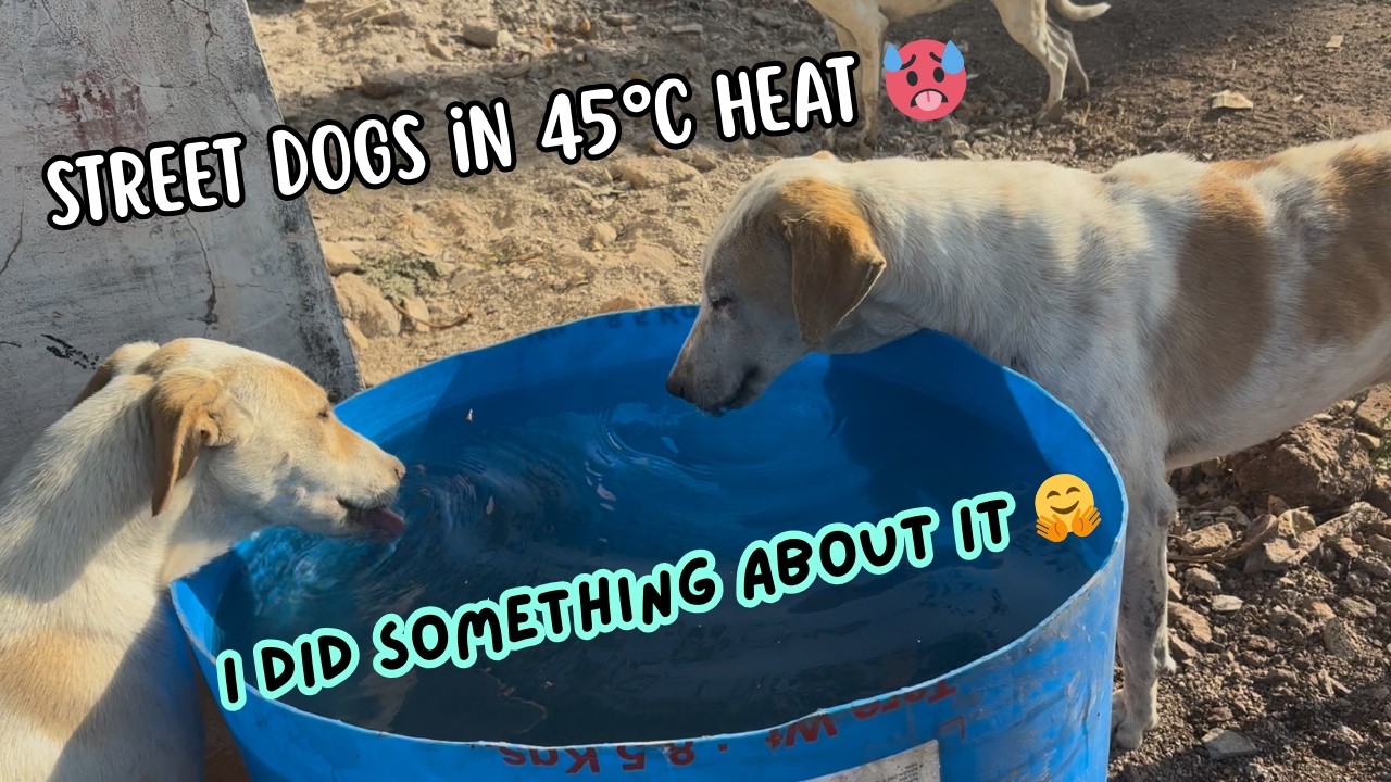 I Built a Water Trough for Street Dogs in 45°C Indian Heat ☀️🥵 | Unfiltered Vlog (No Music)