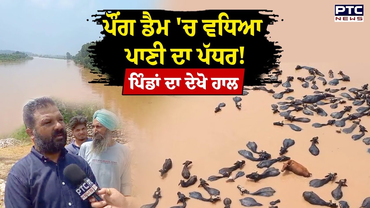 Pong Dam 'ਚ ਵਧਿਆ ਪਾਣੀ ਦਾ ਪੱਧਰ! ਪੰਜਾਬ ਦੇ ਪਿੰਡਾਂ ਦੇ ਦੇਖੋ ਕੀ ਬਣੇ ਹਾਲਾਤ, ਮੌਕੇ ਦੀਆਂ LIVE ਤਸਵੀਰਾਂ