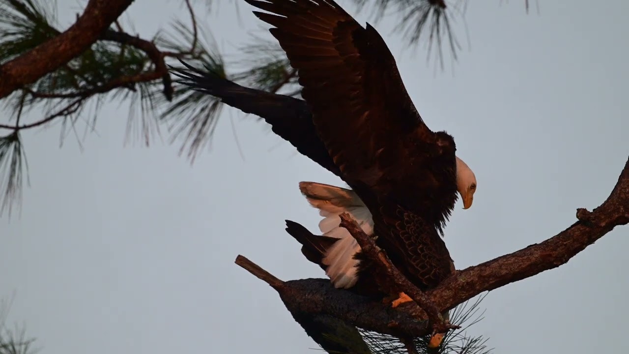 eagles mating