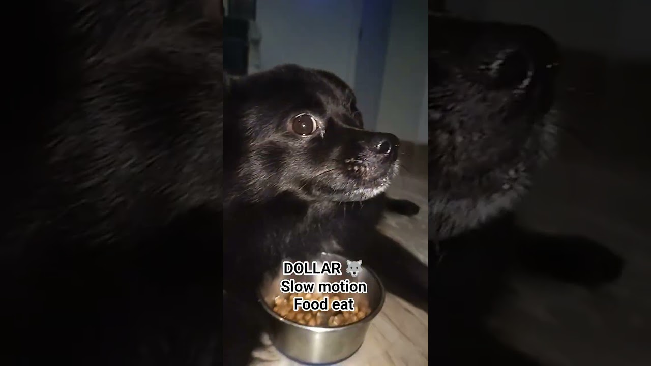dollar 🐺 slow-motion food eat 