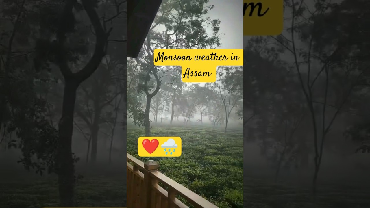 monsoon season in Assam ❤️ #rain #monsoon #assam #nature #shorts #video