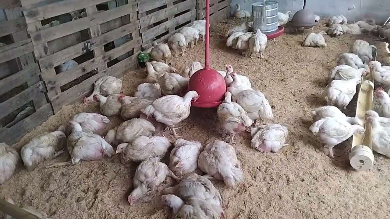 Vale a pena criar frango de corte