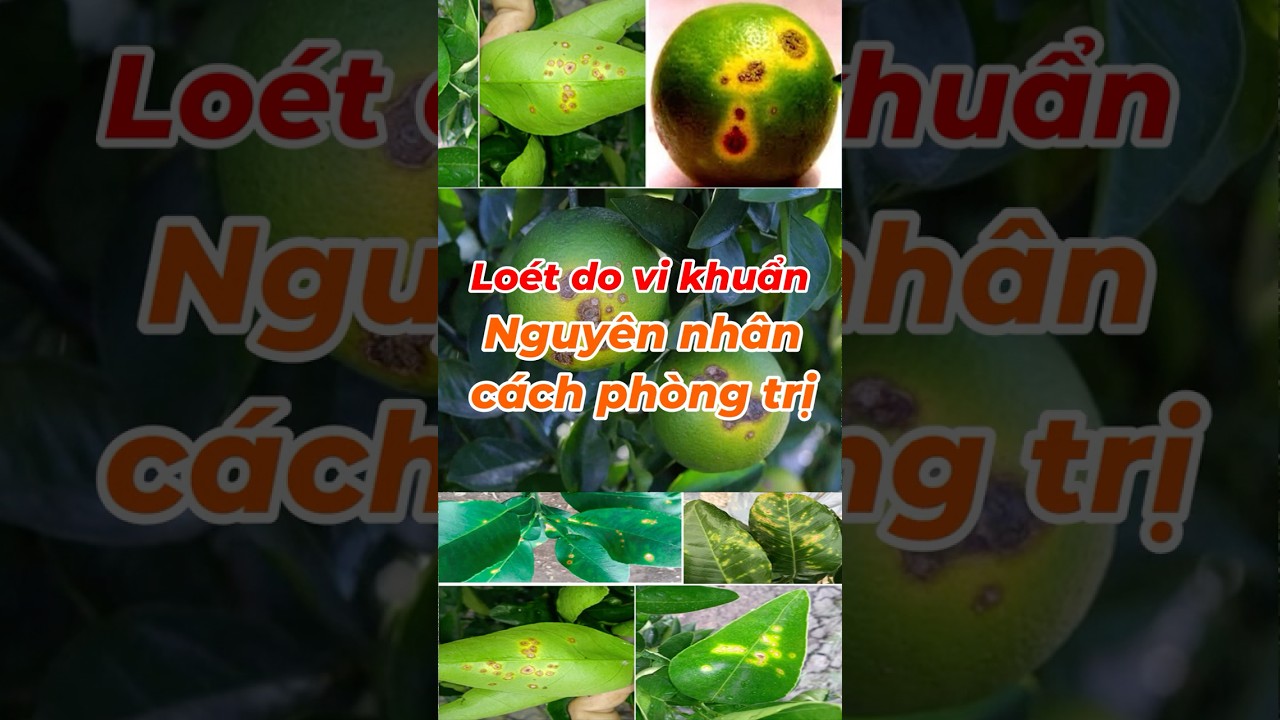 Bệnh lo&eacute;t vi khuẩn tr&ecirc;n chanh &ndash; Nguy&ecirc;n nh&acirc;n v&agrave; c&aacute;ch khắc phục | HỎI Đ&Aacute;P | Hai L&uacute;a V&agrave;ng Official
