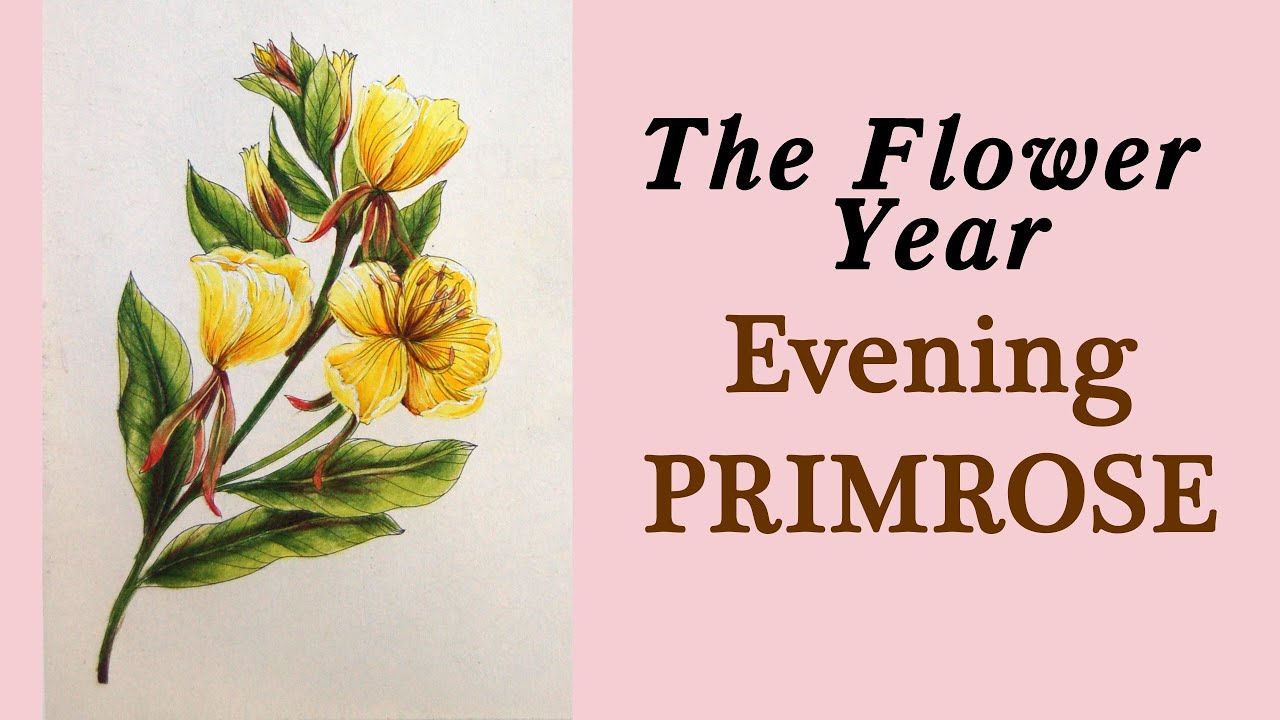 Evening Primrose #Coloring in 'Flower Year' with Polychromos pencils #adultcoloring #раскраска