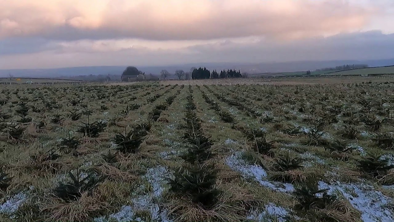 Nordmann Fir - Planted 2017 - 3 Years Growth
