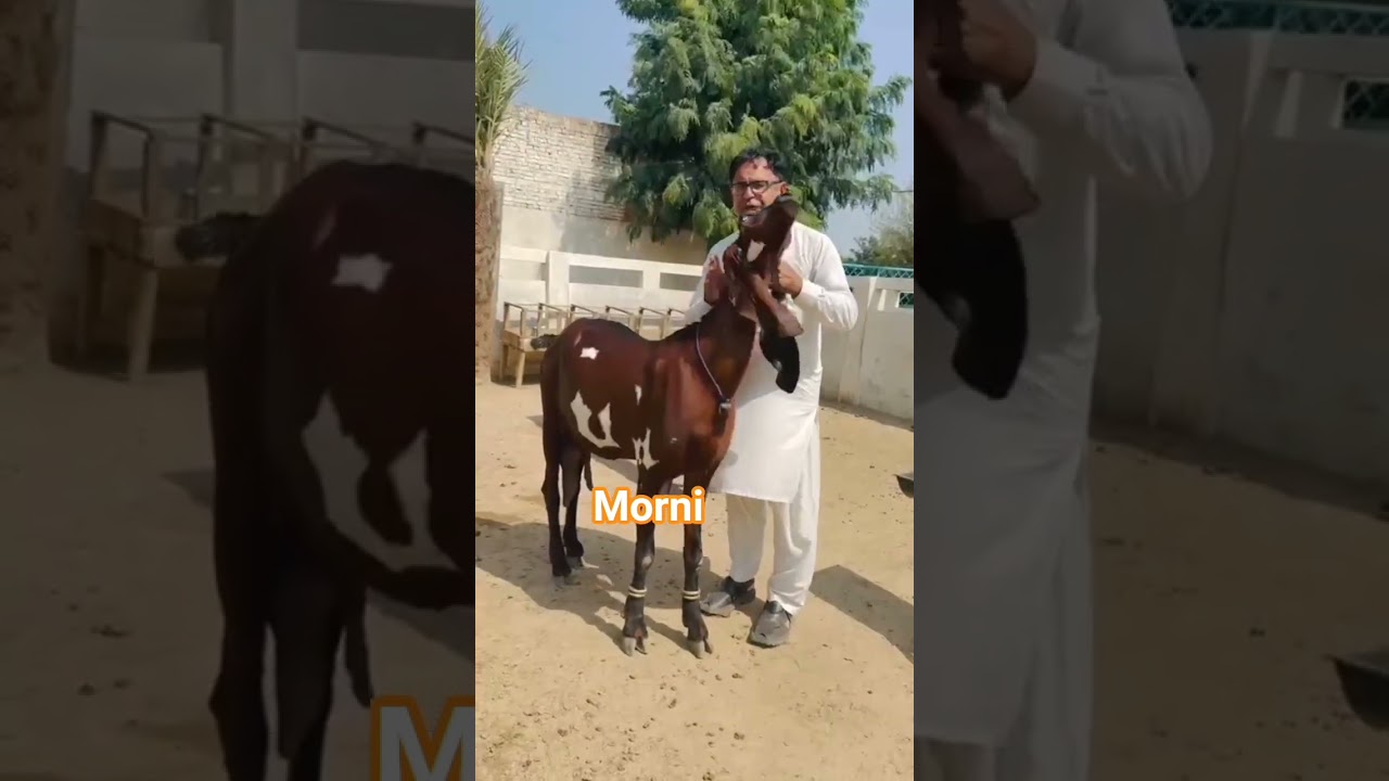 Morni goat at Ajwa goat farm layyah Chowk Azam #viralvideo #Trand#Goat