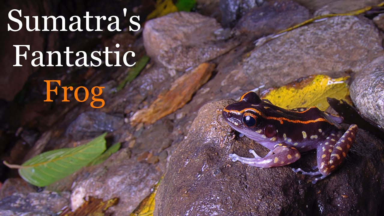 In Search of Sumatra's Reptiles, Amphibians & Invertebrates – Aceh (Part One)