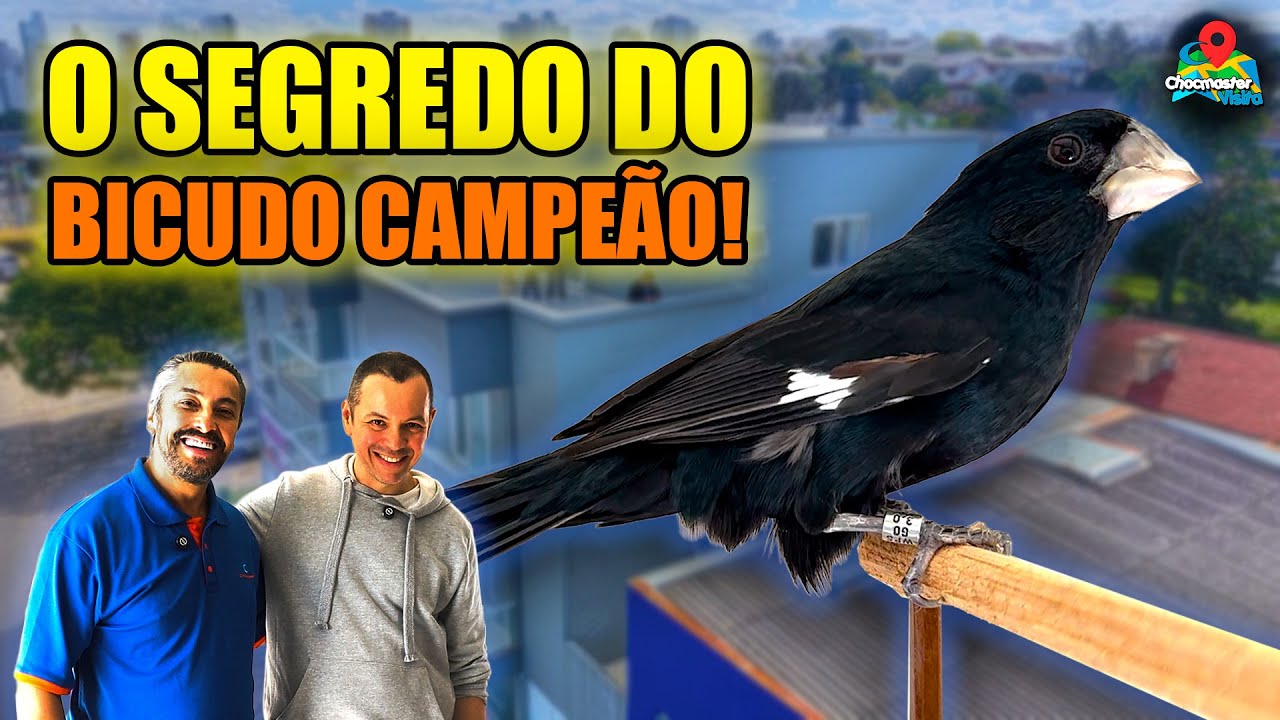 O BICUDO LENDÁRIO: a ave campeã que coleciona troféus! A Genética e o Manejo do Bicudario Gobi!