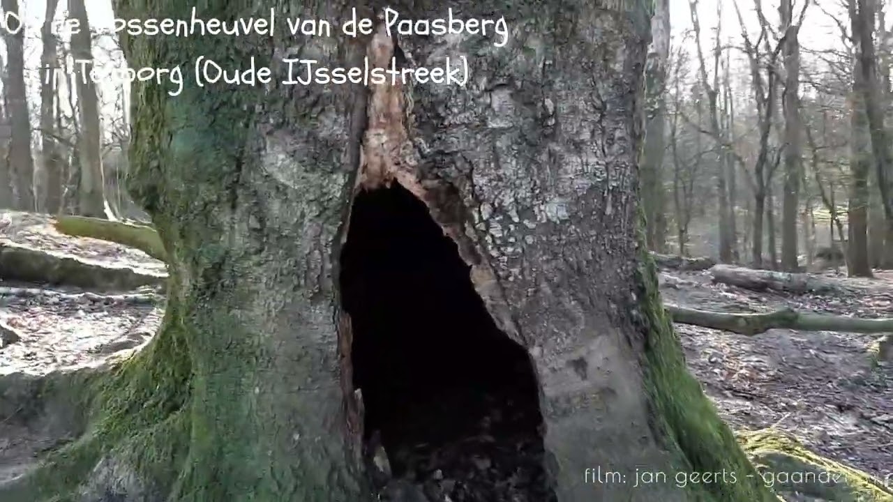 Jan Geerts, Gaanderen - Eeuwenoude boom op de Paasberg Terborg (Oude IJsselstreek) is niet meer