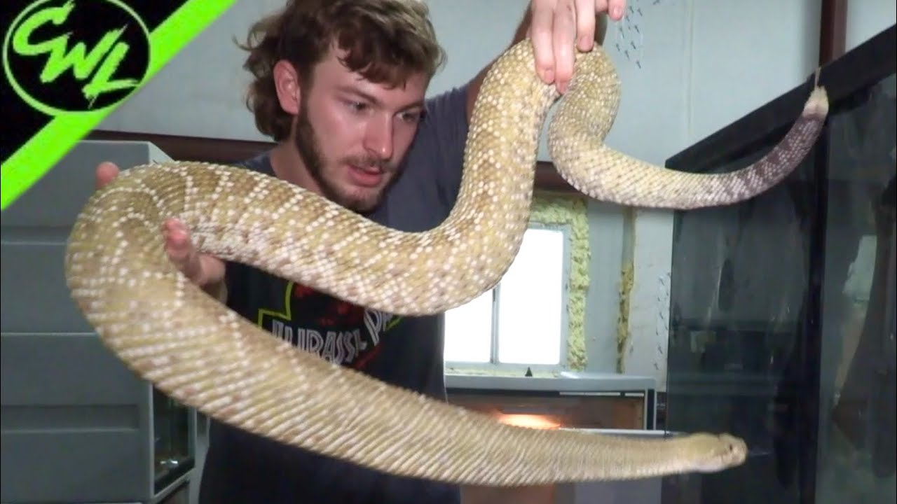 Pepe the RATTLESNAKE!!!