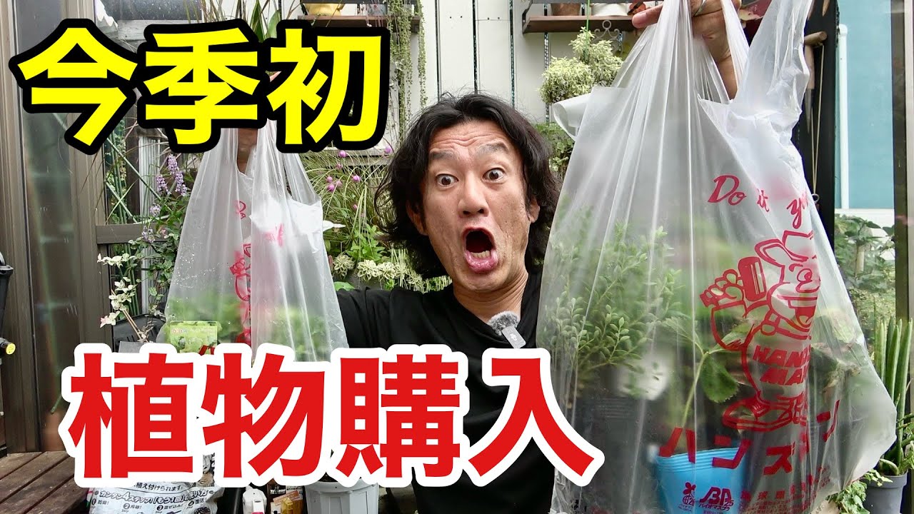 超巨大ホームセンター　ハンズマンで植物買ってきました　【園芸超人カーメン君】
