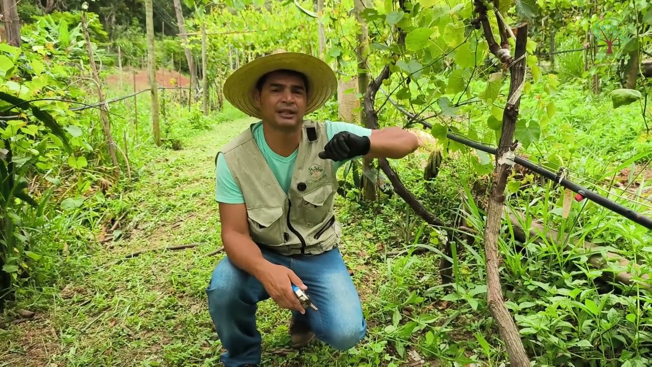 Fruticultura no Plantar em Casa 4
