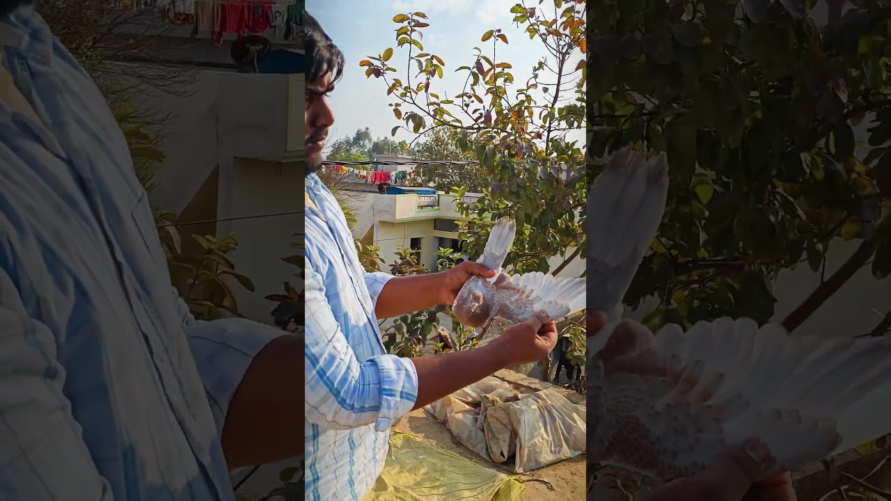 sbeke stetusa pe🤣 pigeon lovers 🕊️#pigeon #bird #kabutar #shorts #pigeonlaver