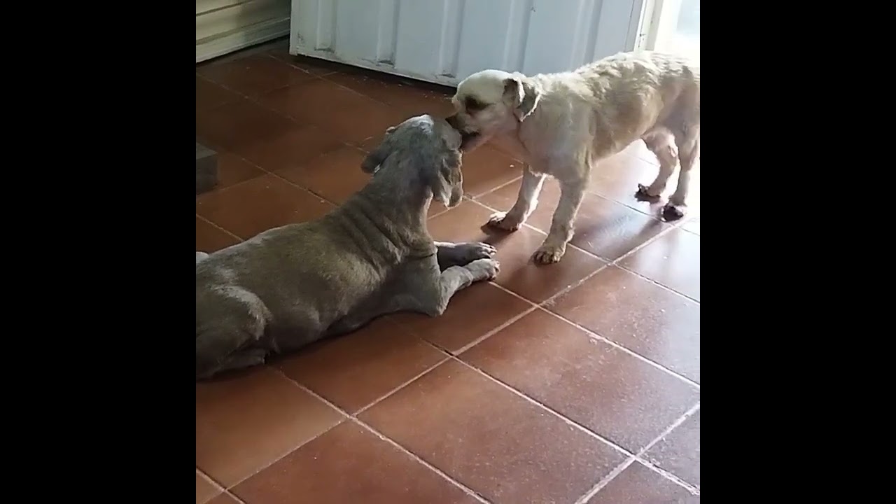 cachorro lambendo o outro