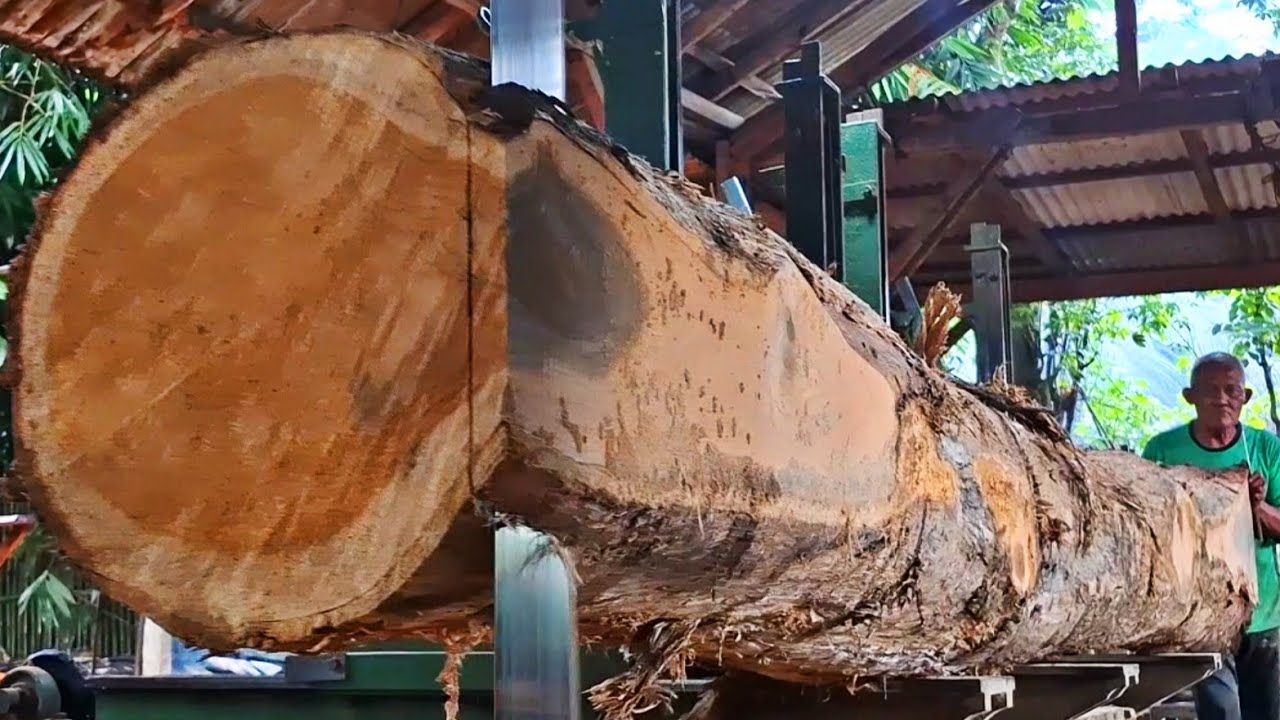 an amazing five meter long old teak stump worth tens of millions at the sawmill 
