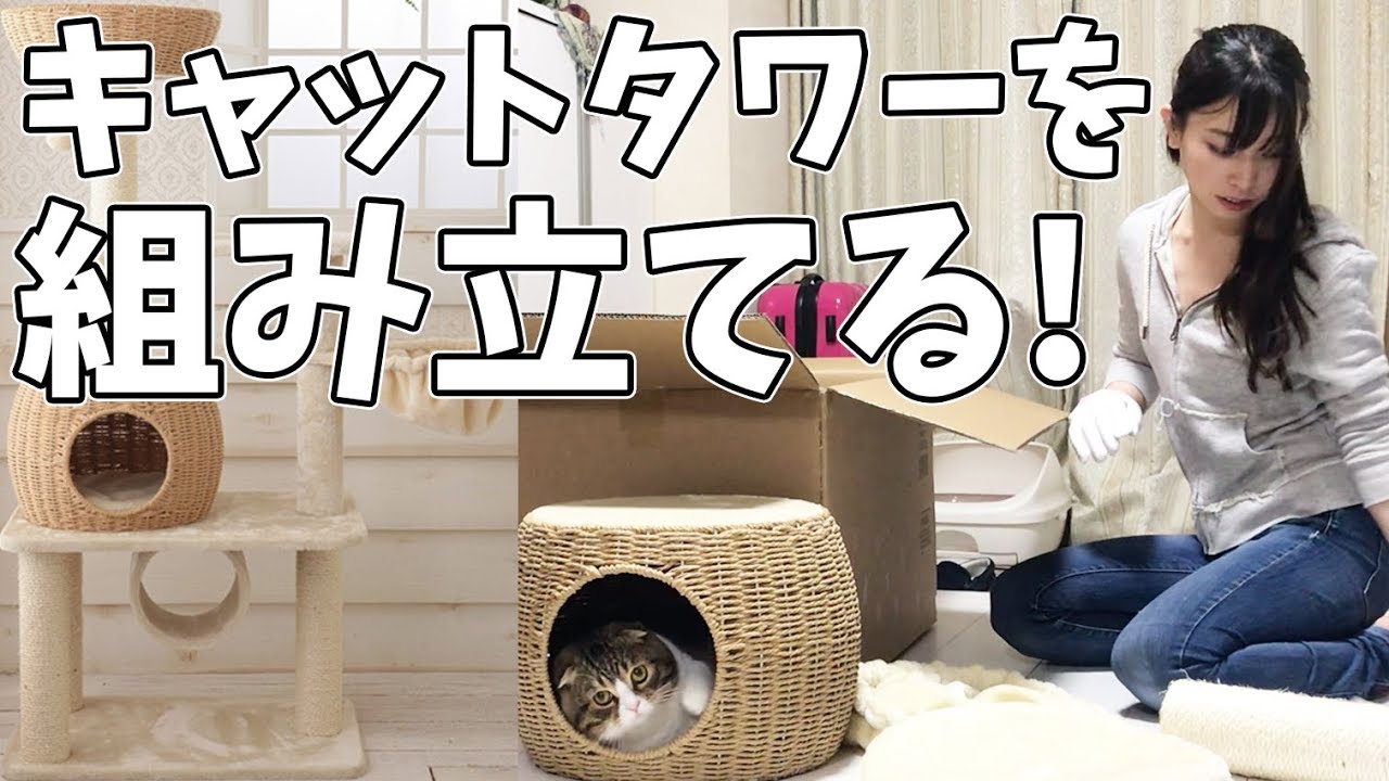 ぽこ太郎のために新しいキャットタワーを組み立てる！