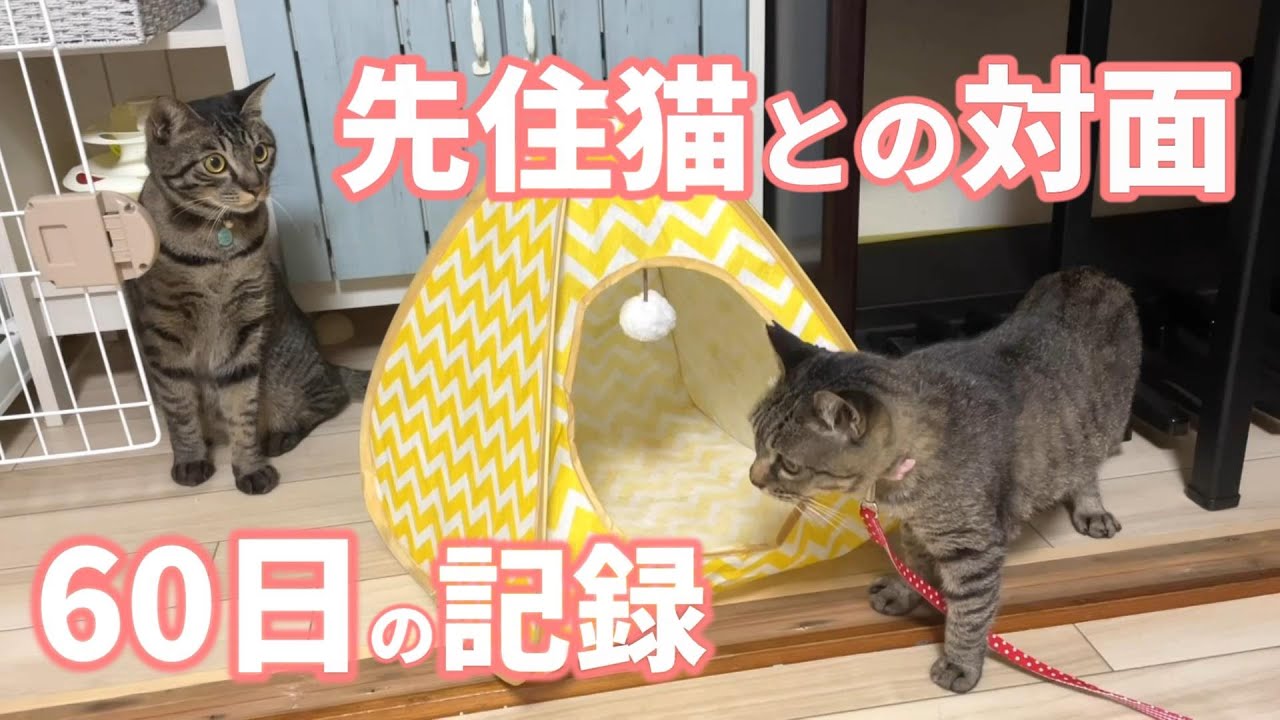 【先住猫と新入り猫】威嚇から仲良くなるまで