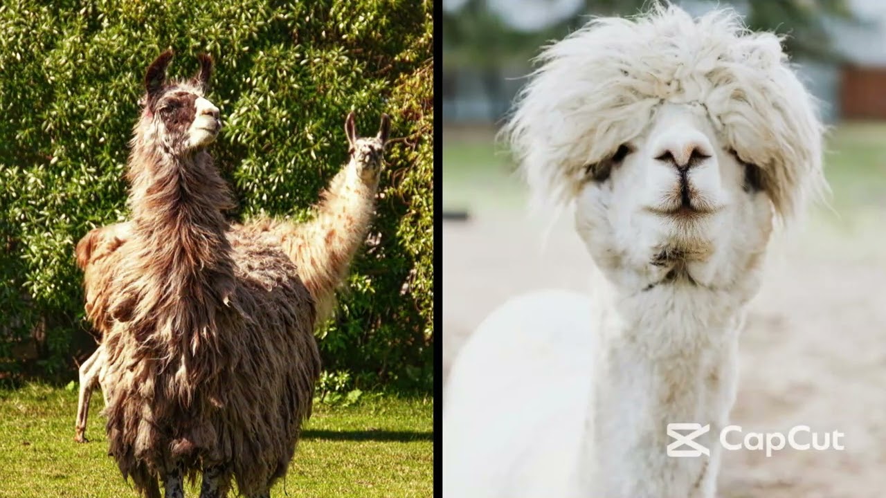 Meet the Vicuna: The Graceful Creature of the Andes { Wool More Valuable Than Gold! }