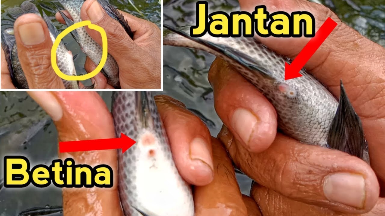 CARA MEMBEDAKAN IKAN NILA JANTAN dan BETINA DENGAN GAMPANG