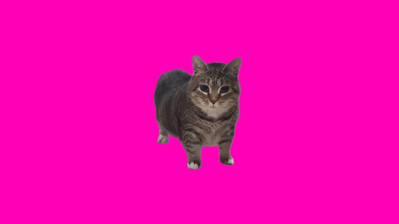 OIIA OIIA Neon Cat 🐱 | EDM Trance Remix (Gata Cibernética)
