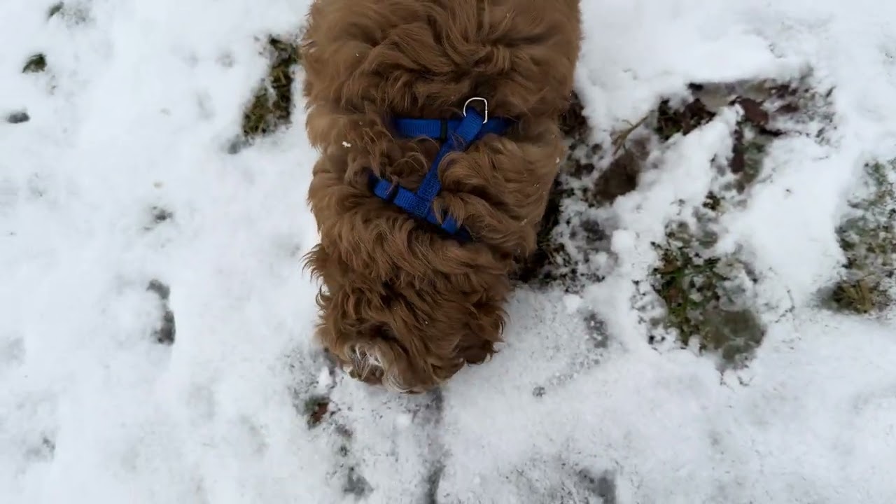 Cooper Outdoor Harness Session 01/13/26