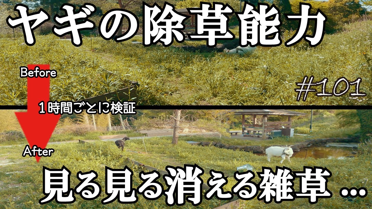 ヤギの除草能力を1時間毎に検証してみた結果が生物兵器だった。 【キャンプ場開拓】 #101