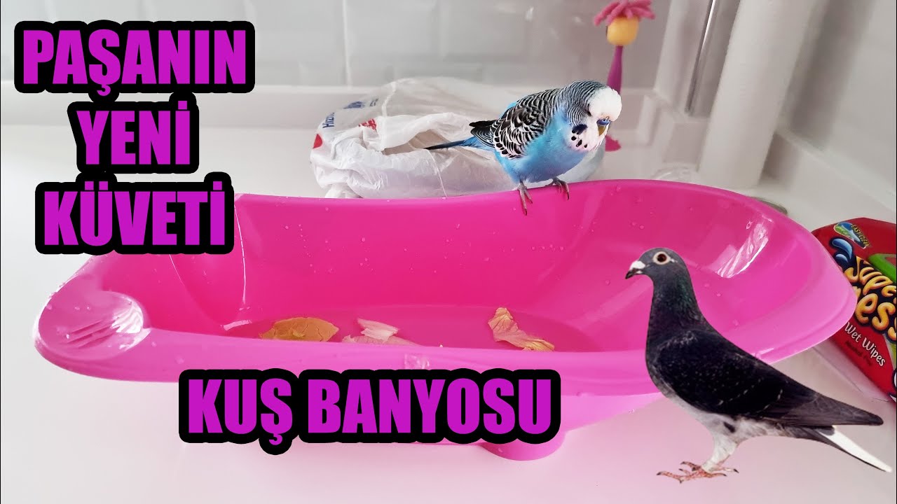 MUHABBET KUŞU BAKIMI ! PAŞANIN YENİ KÜVETİ / KUŞ BANYOSU & MERAK ETTİKLERİNİZ