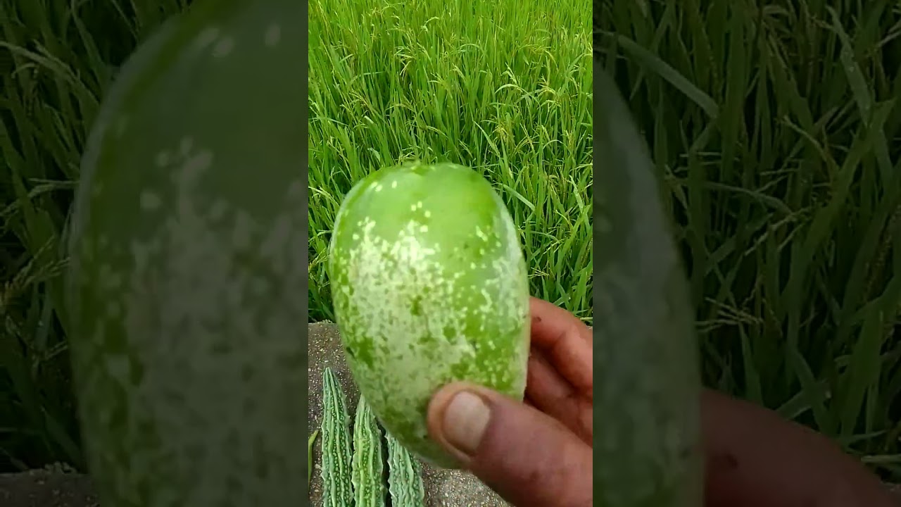 pahadi dincharya