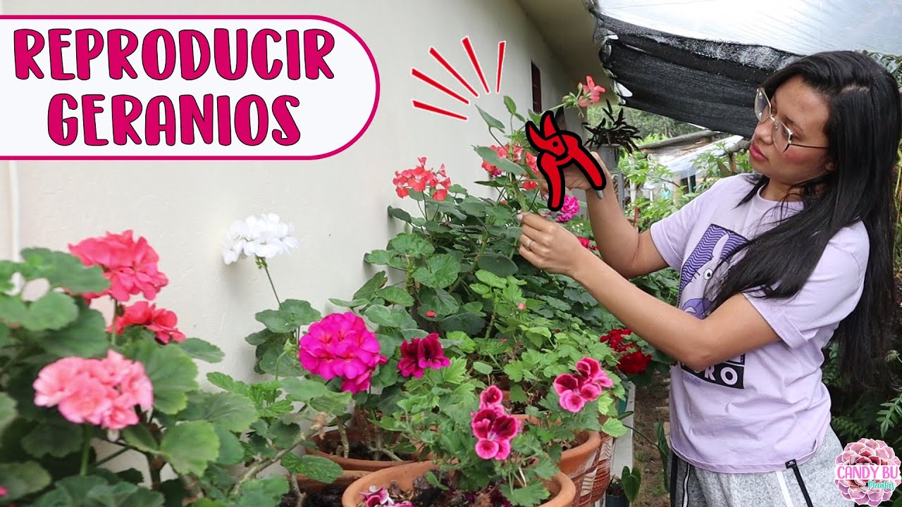 Cómo podar y reproducir GERANIOS/NOVIOS/MALVONES el secreto para hacerlo bien │Candy Bu