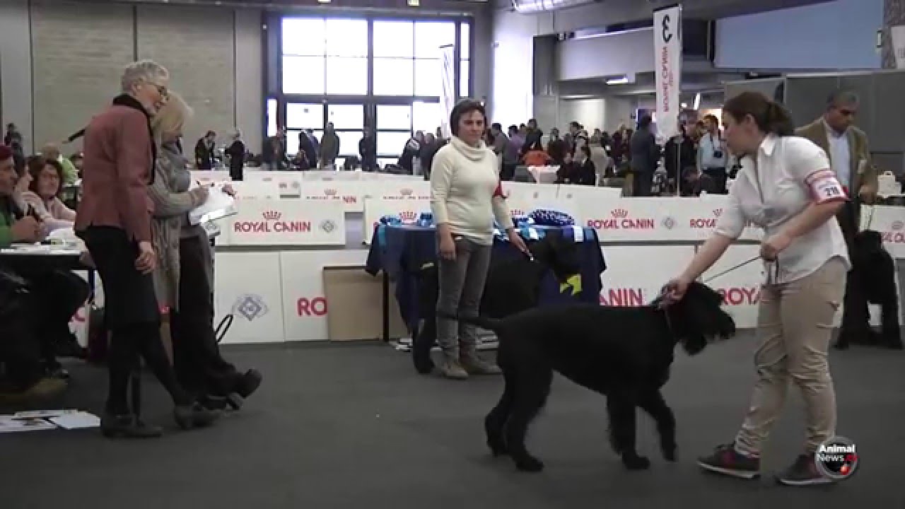 RIESENSCHNAUZER NERO Femmine