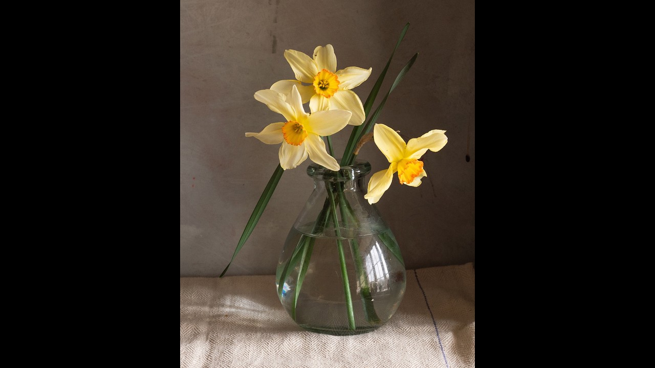 Three Daffodils: Live Oil Painting Session