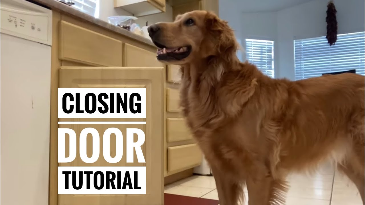 How to train your dog to close doors