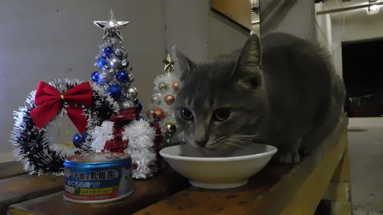 2025年　クリスマスのニャンたち、痺れを切らしたグレー君がお食事中のツッキーの目の前を堂々と横切って怒られるｗ