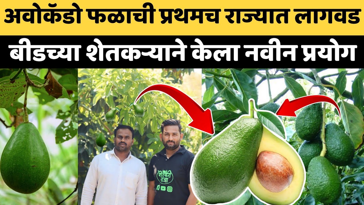 बीडच्या मातीत अमेरिकन अवोकॅडोचे उत्पादन।महाराष्ट्रातील पहिले अवोकॅडो उत्पादक शेतकरी।avocado farming
