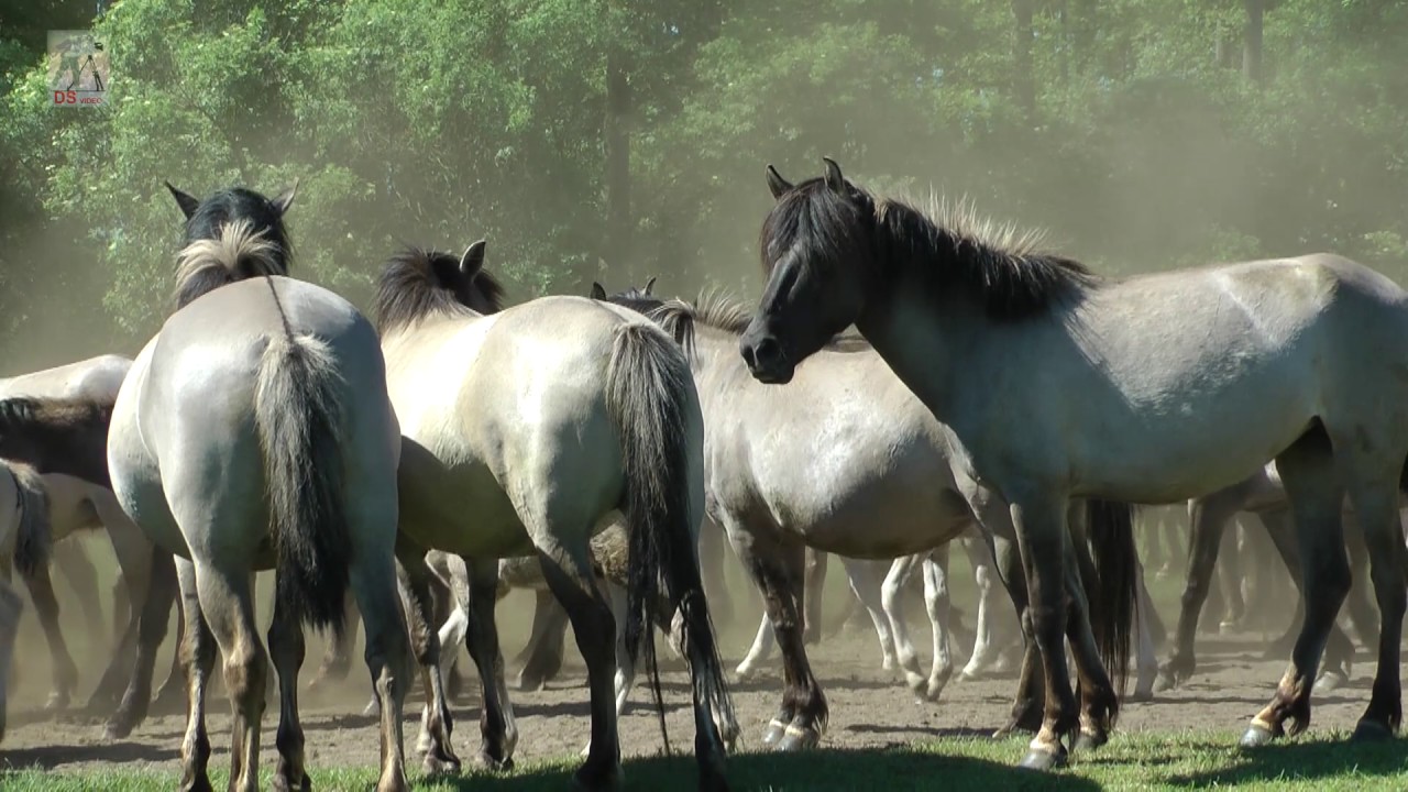 Wildpferde im Merfelder Bruch