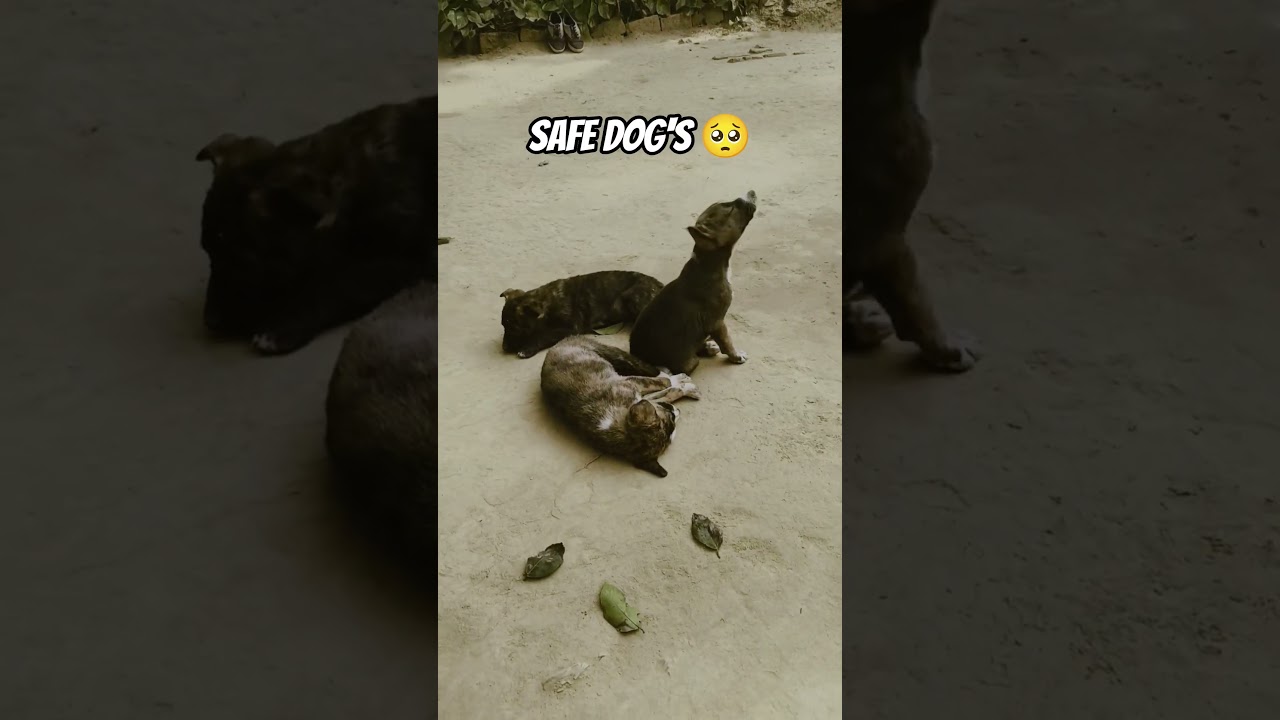 dog's problem 🥺 
