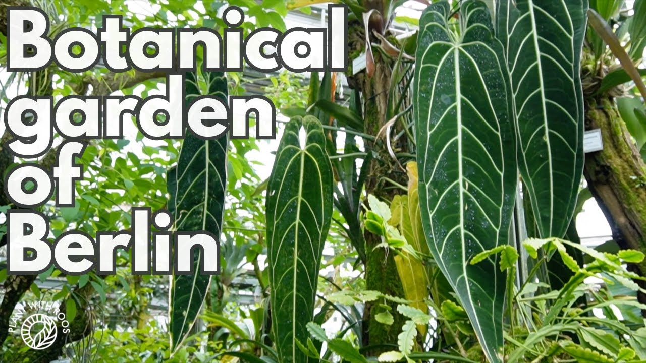 Tour of the Berlin Botanical Garden Greenhouses | Plant with Roos