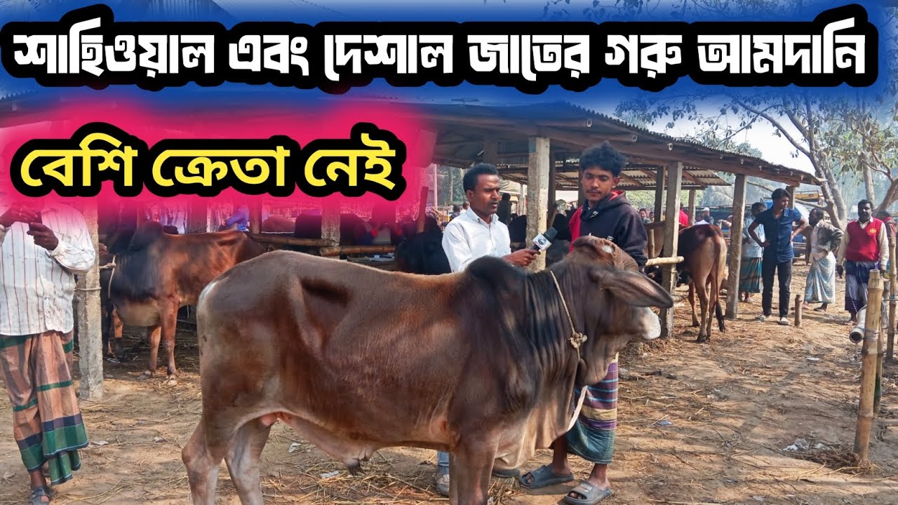 ১৬ফেব্রুয়ারি ২০২৬| ২৬ কোরবানীর ঈদের মাঝারী সাইজের গরু বড়বাড়ী হাটে কেমন দাম বেচাকেনা হচ্ছে দেখেন?
