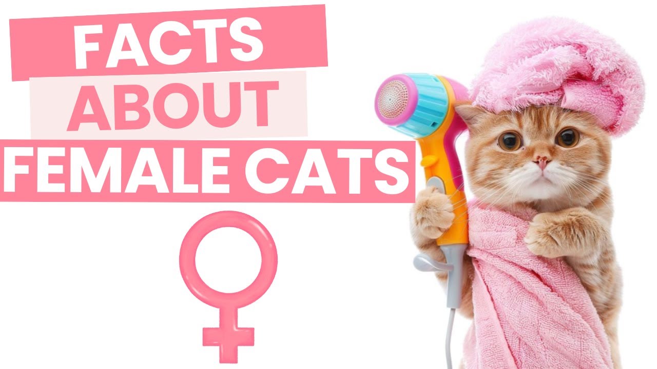 12 fascinating facts about female cats