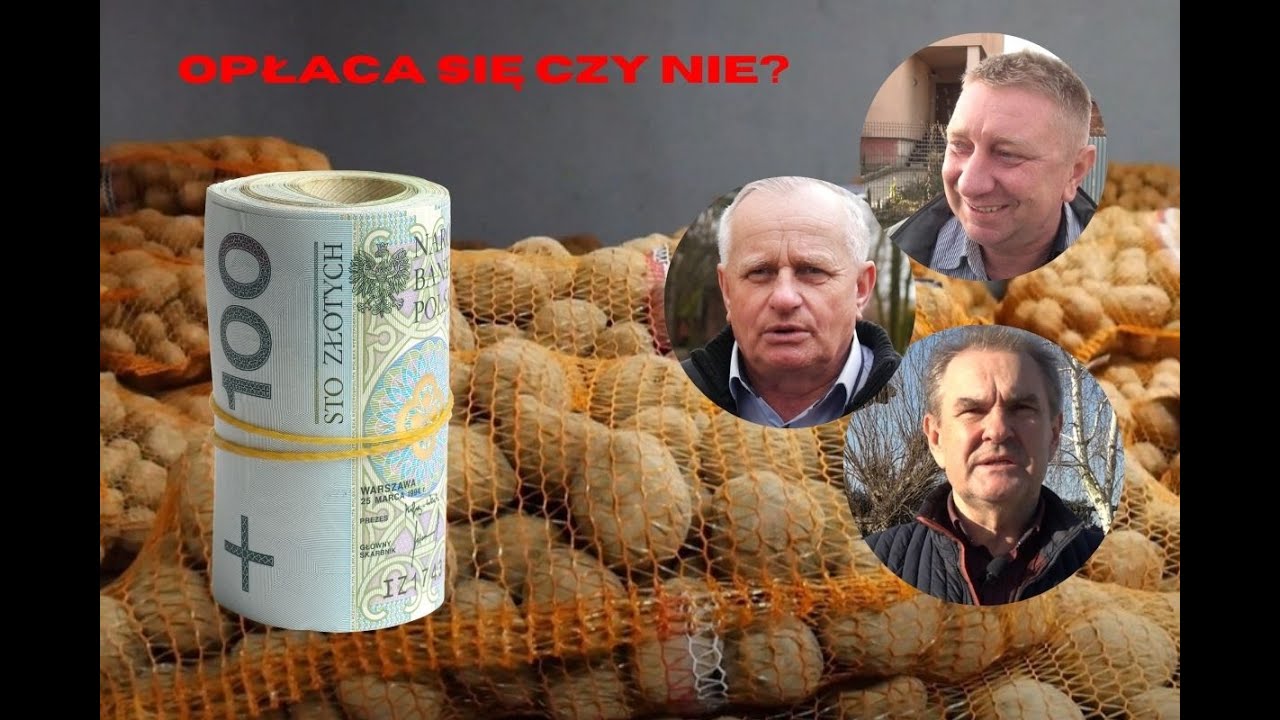 Jak opłacalność uprawy ziemniak&oacute;w oceniają rolnicy?