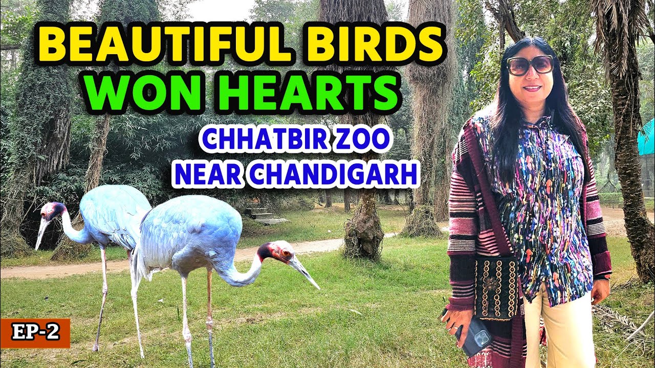 Beautiful Birds Won Hearts Chhatbir Zoo near Chandigarh