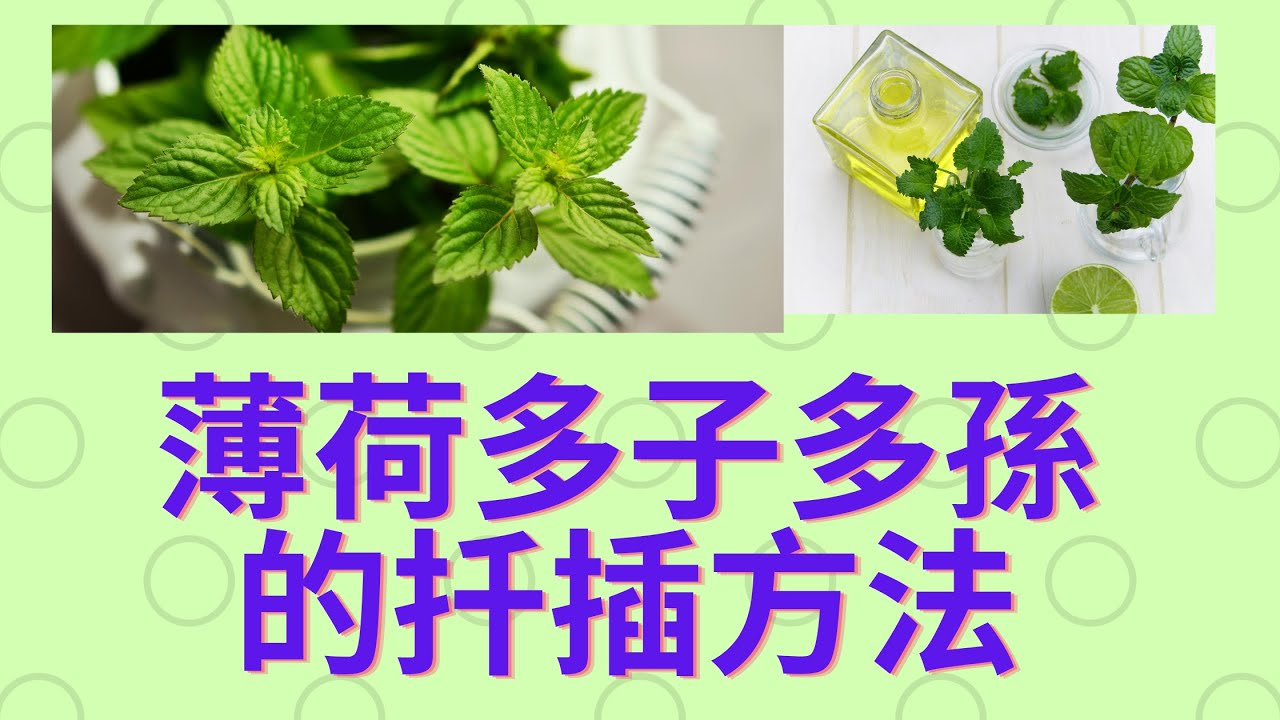 薄荷的多子多孫扦插繁殖 - 省時、省力又省枝條.也分享水培扦插、土壤扦插方法 (How to Grow Mint From Cuttings)
