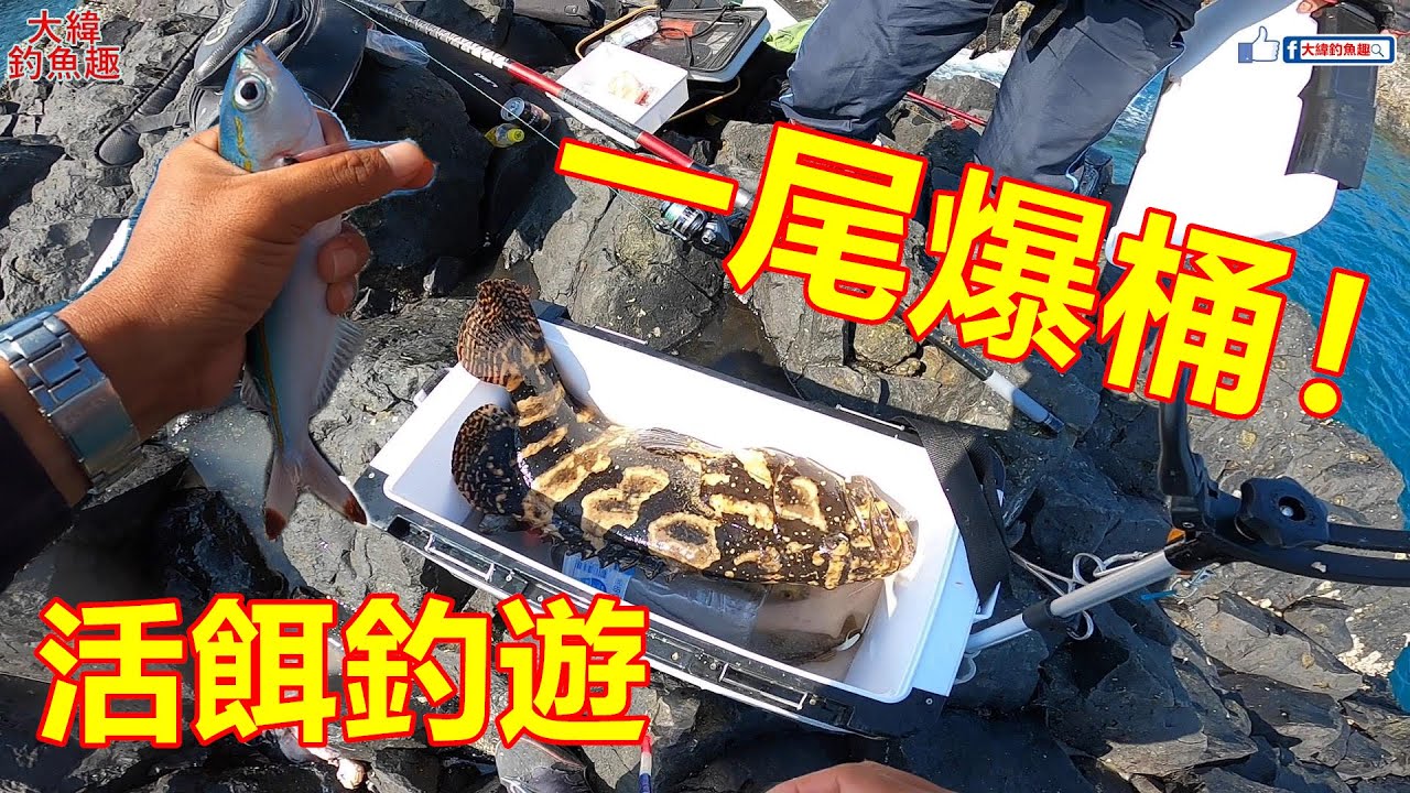 【活餌釣遊】巨大石斑一尾爆桶！外加大鸚哥大白毛！太爽啦！【男人嶼】【澎湖磯釣】【大緯釣魚趣】