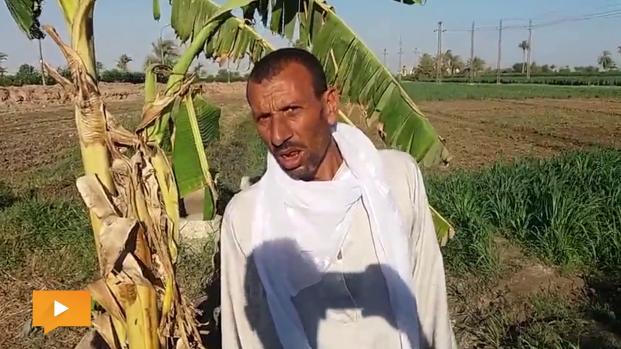كارثة بيئية.. أهالي «تله المنيا» يستخدمون مياه الصرف في الري