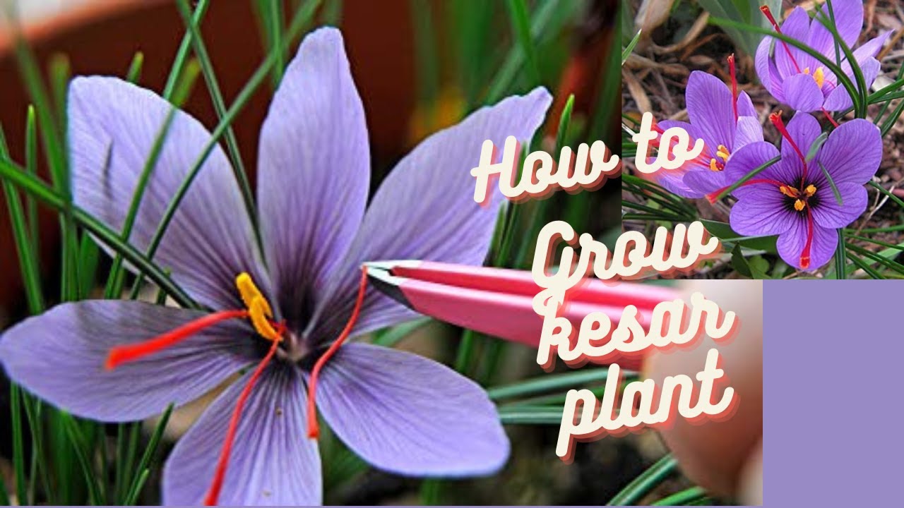 how to grow saffron in pot | घर पर बल्ब से केसर की खेती का तरीका | Saffron Farming at Home