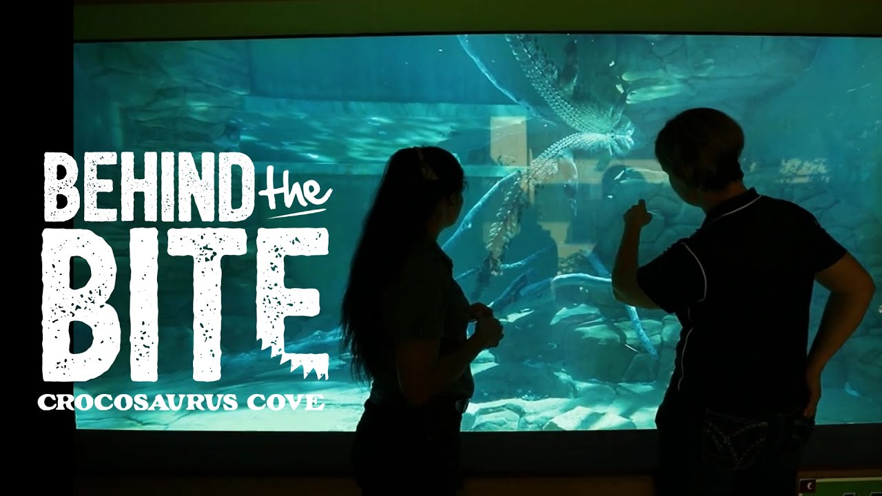 Behind the Bite: Sally Isberg & Our Saltwater Crocodiles