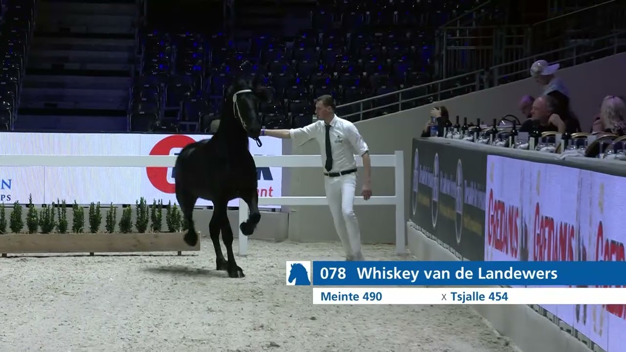 HK 2026 - Event 1 Part 1- Second viewing of the selected young stallions - English